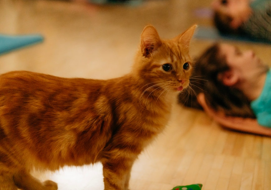Patrons doing Yoga, while enjoys cats walking around and playing at Cuddly Christmas Cat Yoga.